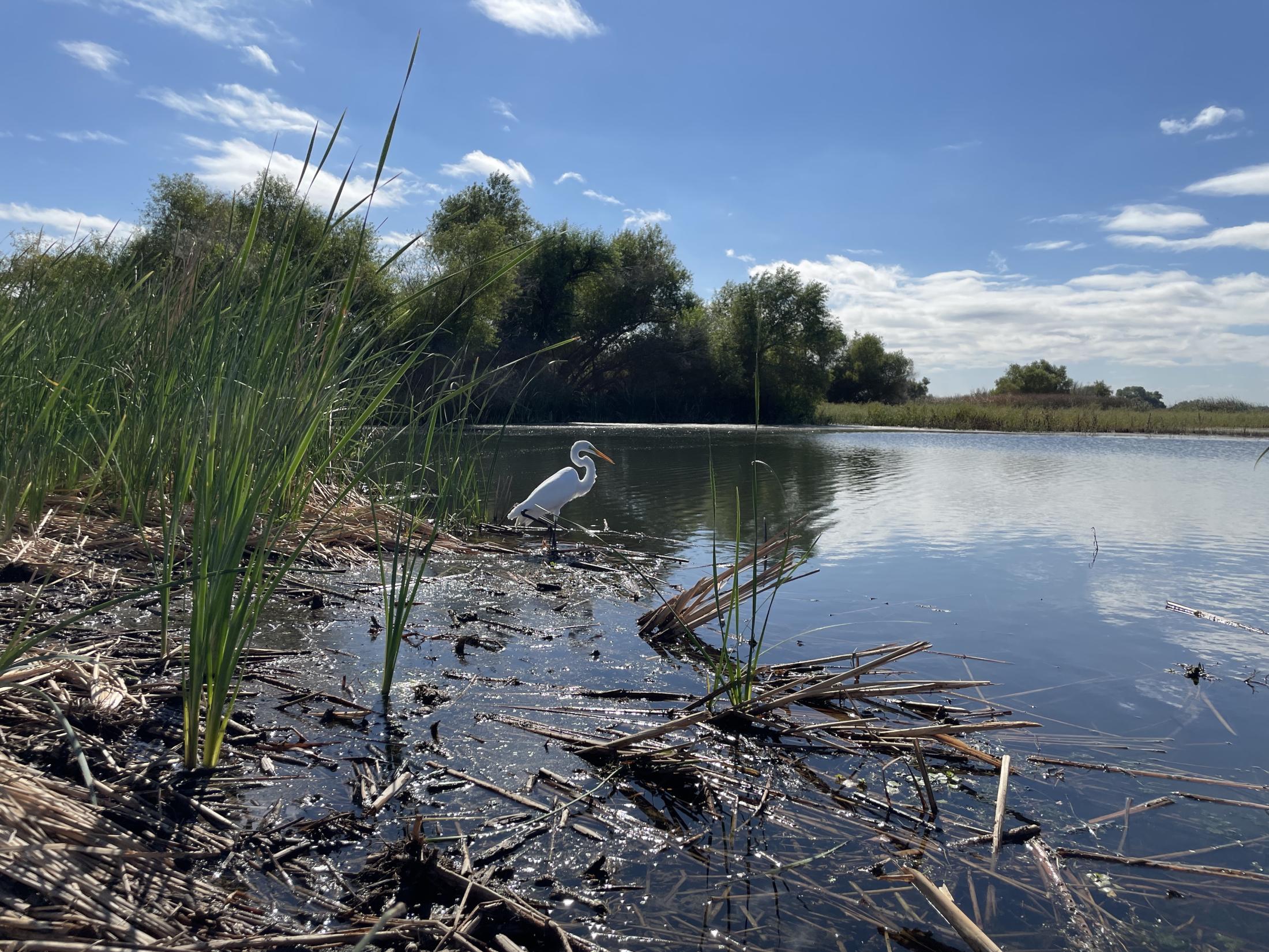 great egret on a pond